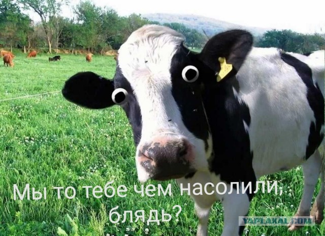 Мужчину осудили за унижение чести и достоинства РСП