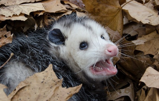 Не рой другому яму. Итоги