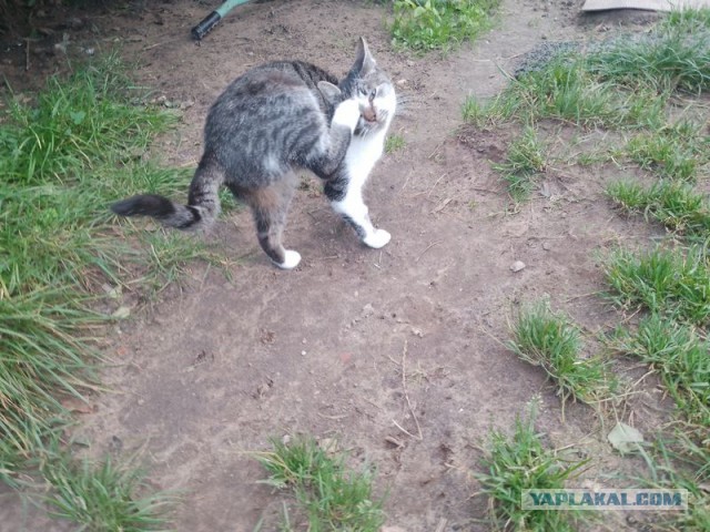 Жизнь домашнего приюта для котеек 466