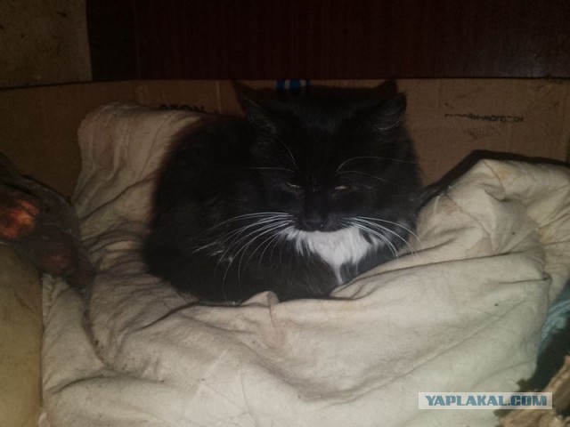 Жизнь домашнего приюта для котеек 467