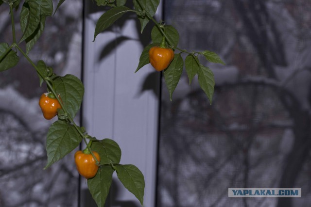 Хабанерики