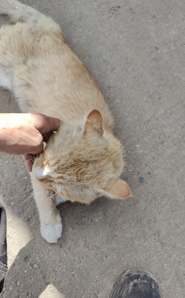 Коты, которые работают на заводах