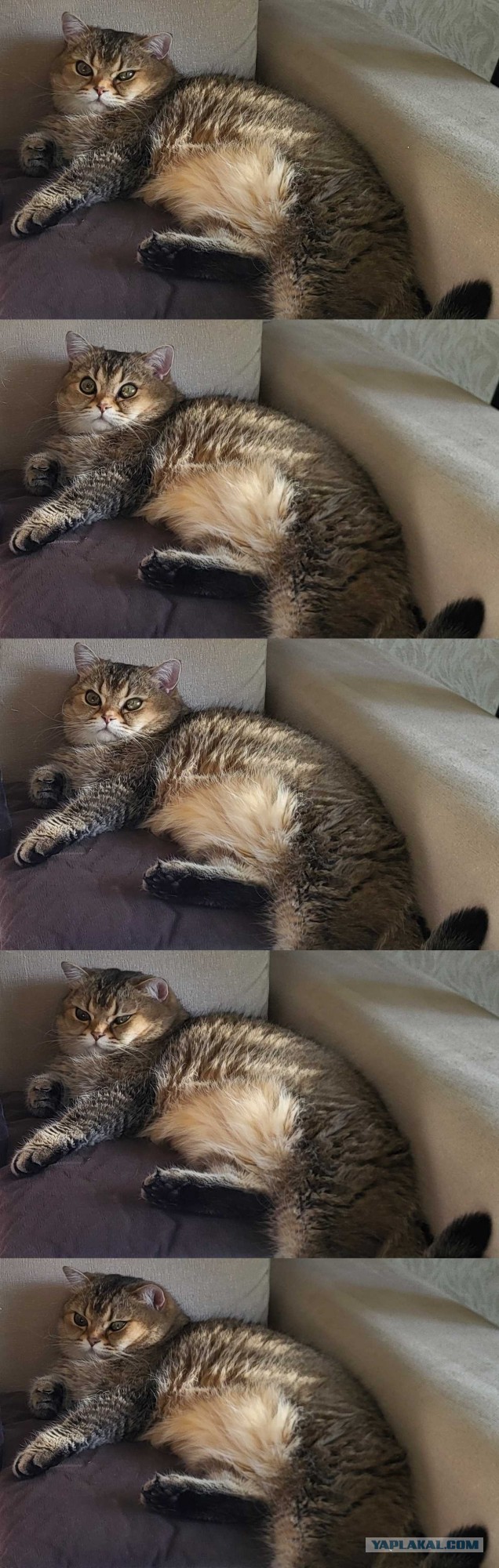 ОГТДП. К котовторнику