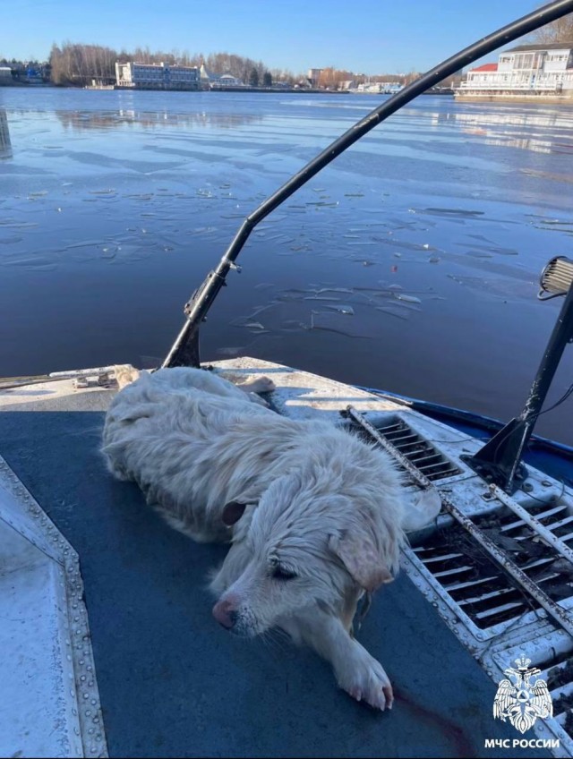 В Долгопрудном сотрудники МЧС спасли собаку, провалившуюся под лед на канале имени Москвы