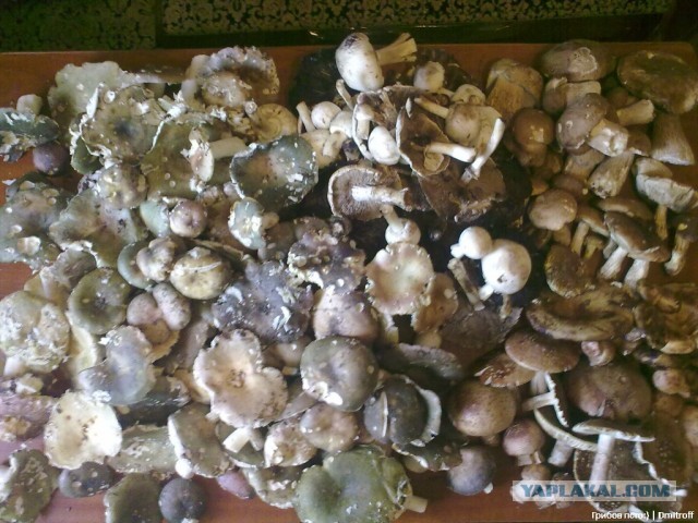 Поход за грибами,