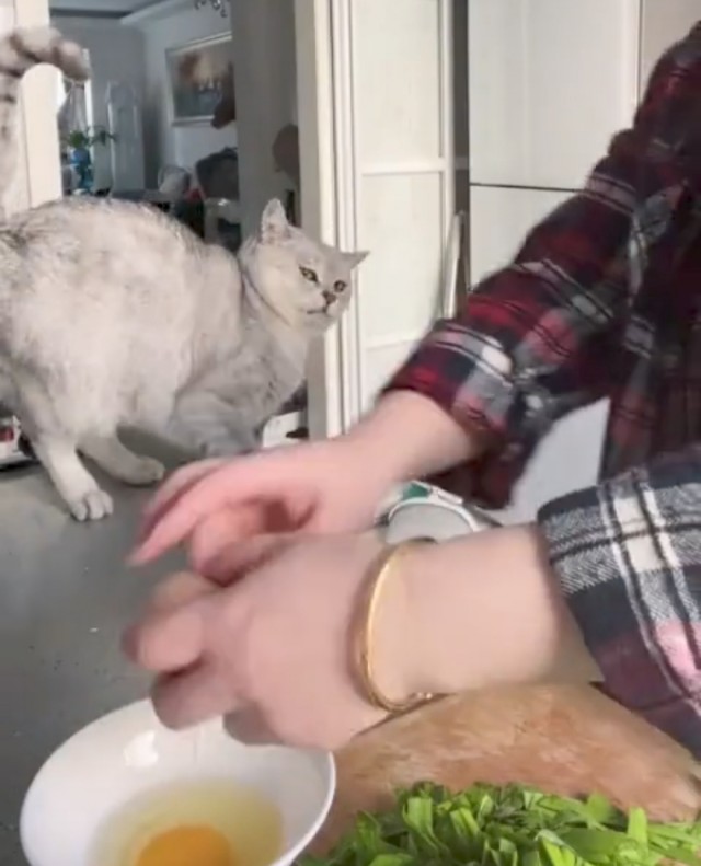 Мохнатые помощники.