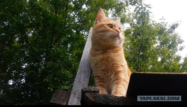 Кошки - ангелы