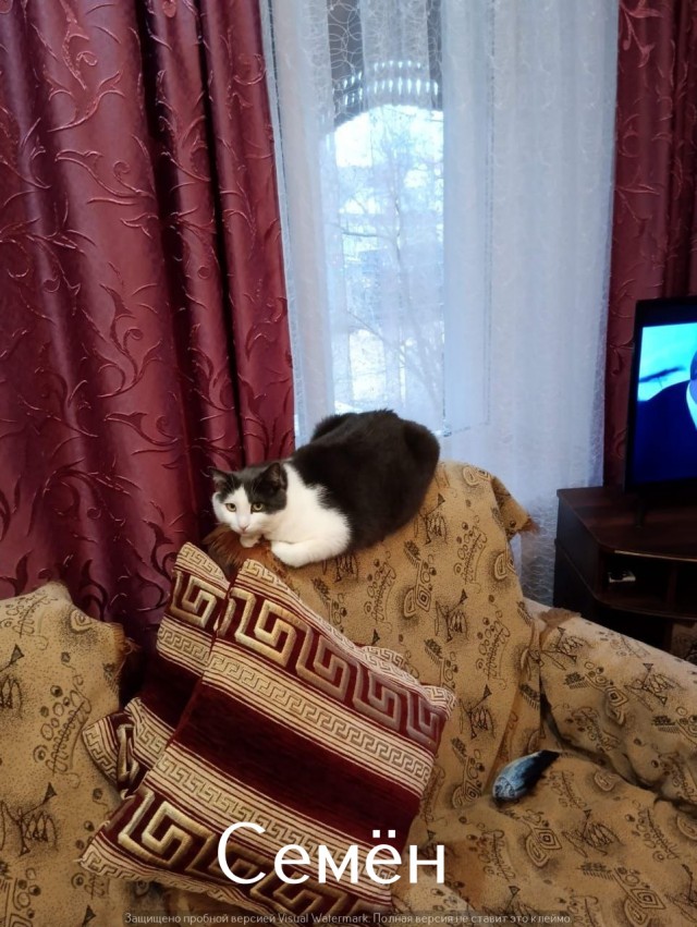 Жизнь домашнего приюта "Котоленд" 526