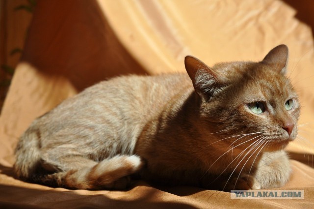 Котовторник 23.07.2013