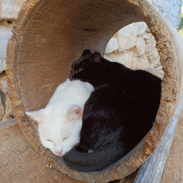 Вместе в сломанной корзине (котовторник)