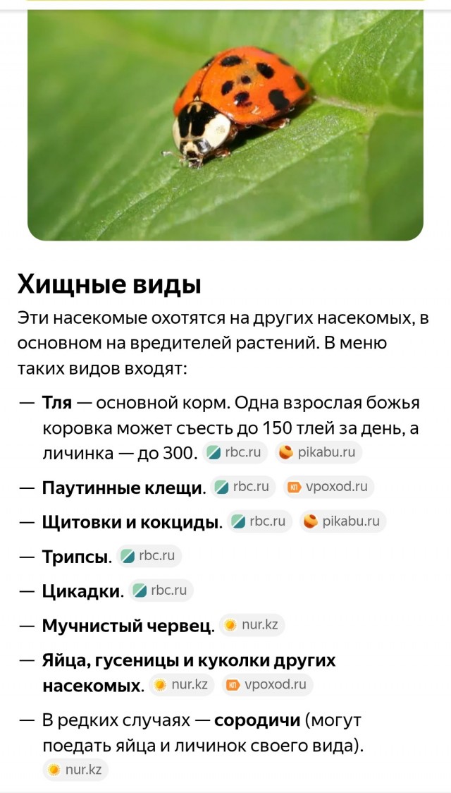 Божьи коровки