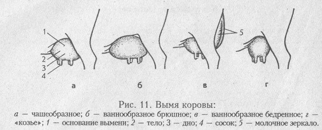Кому еще из мужчин не нравится большая женская грудь?