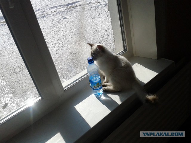 Котовторник  25.03.2014