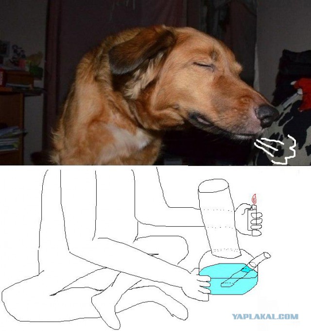 Собака-много чего умяка