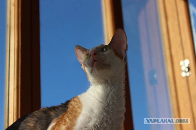Котовторник 22.07.14