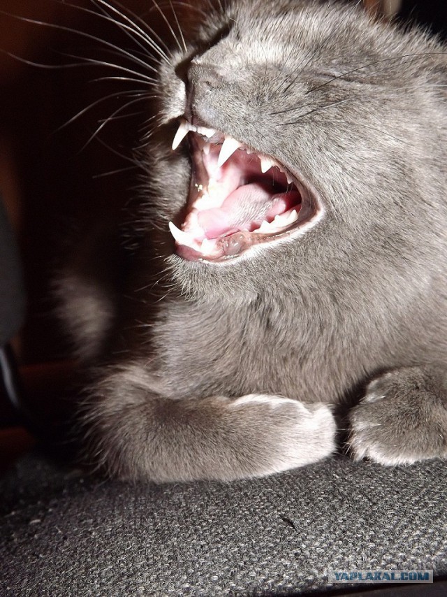 А у тебя есть фото твоей зевающей котейки ?