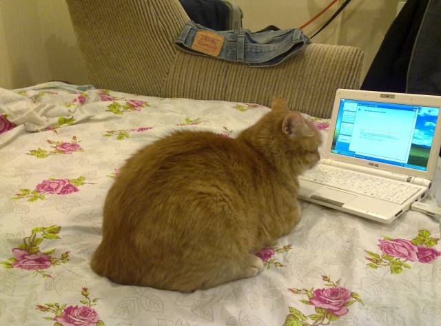 Коты, которые всегда рады помочь своему хозяину