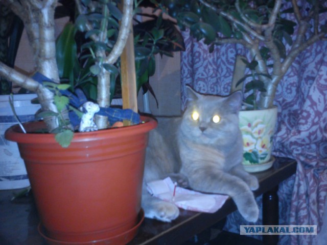 Котовторник 21.10.2014