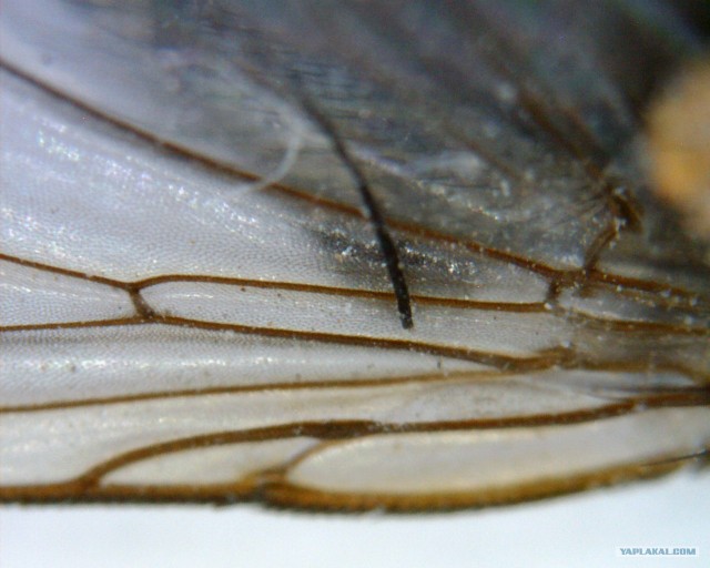 Простые вещи под микроскопом