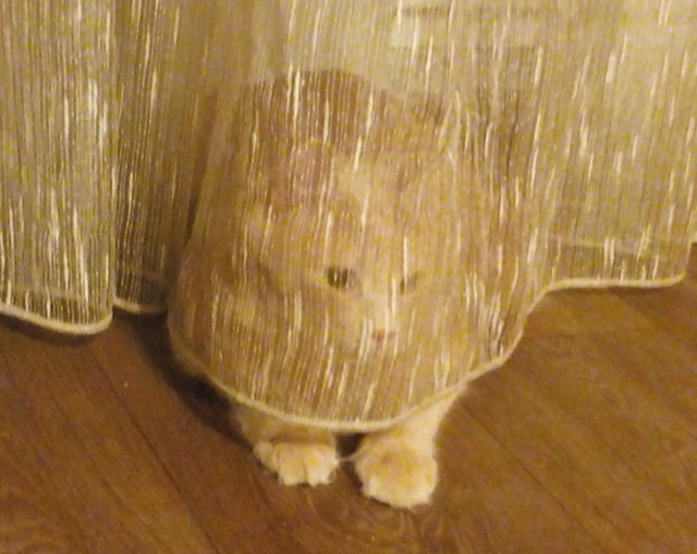 Котовторник 31.03.2015