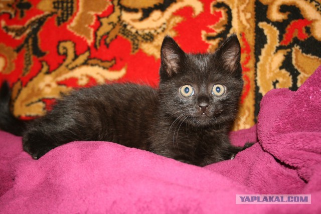 Котовторник