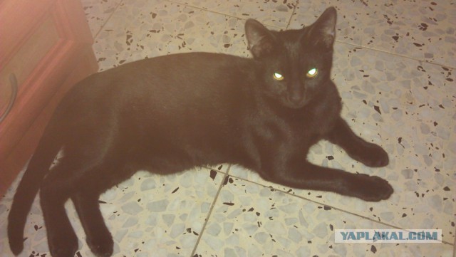 Котовторник 12.05.2015