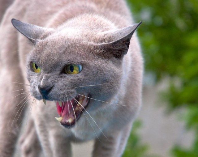 15 котов которые не хотели фотографироваться