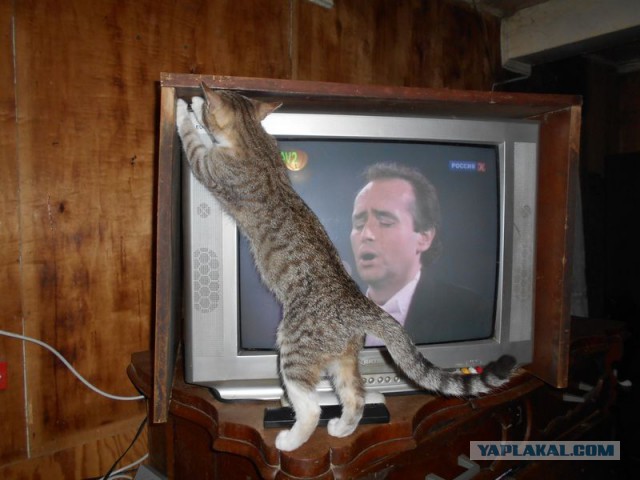 Жизнь домашнего приюта для котеек 95