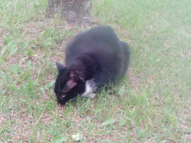 Котовторник 27.09.16