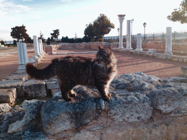 Котовторник 04.10.16