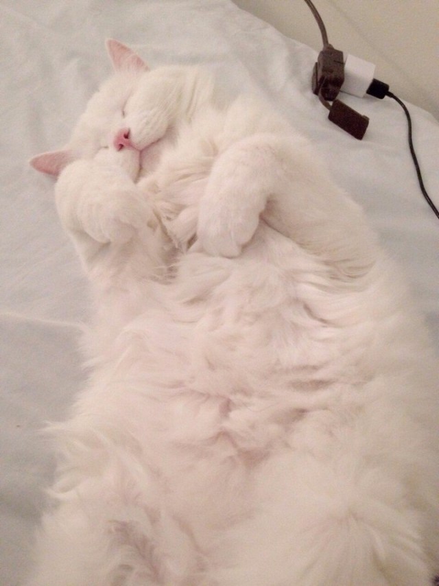 Коты из сети