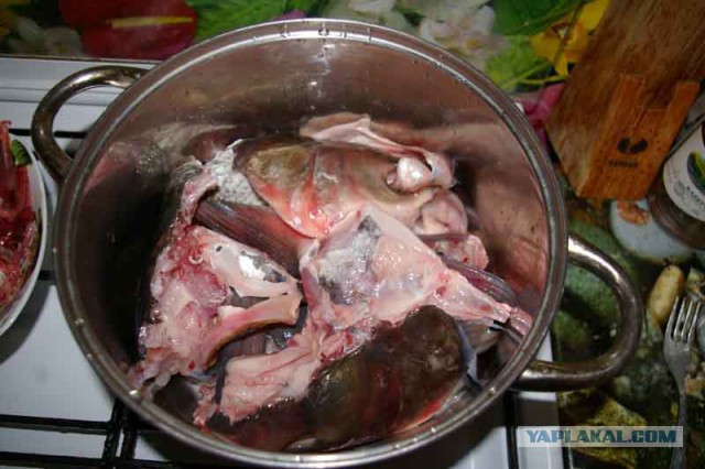 Толстолобик, глубокая переработка.Холодец.