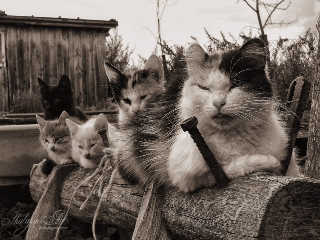 Коты из сети