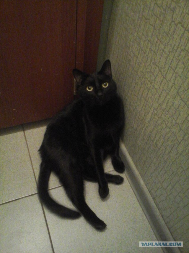 19 шикарных кошек, которые стоят целое состояние