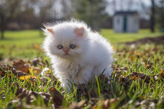 Коты и Кошки