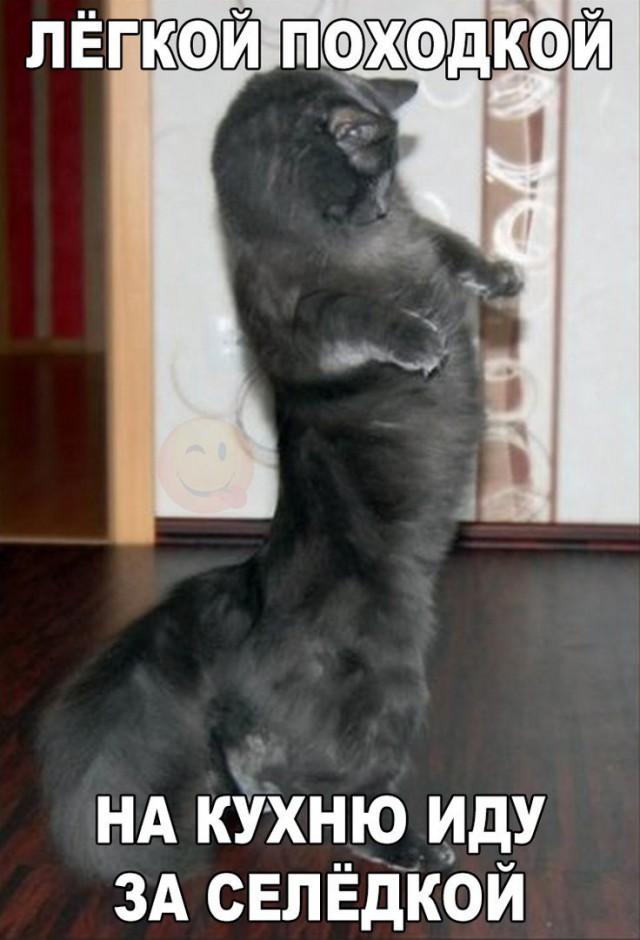 Коты и Кошки