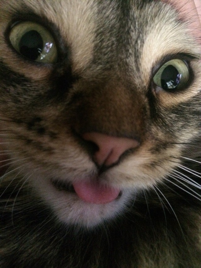 Коты и Кошки