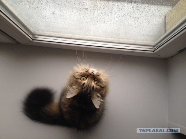 Котовторник 11.07.2017