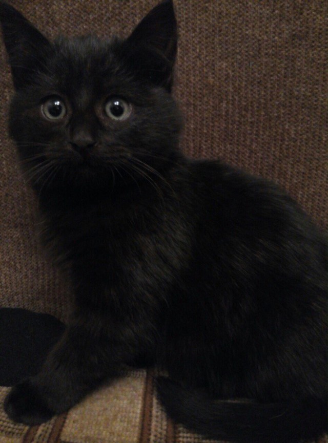 Коты и Кошки