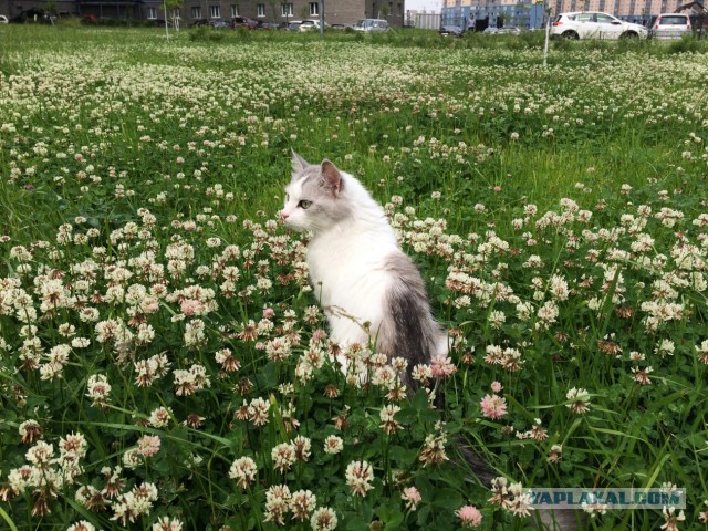 Котовторник 24.10.2017