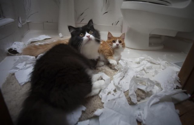 Коты и Кошки
