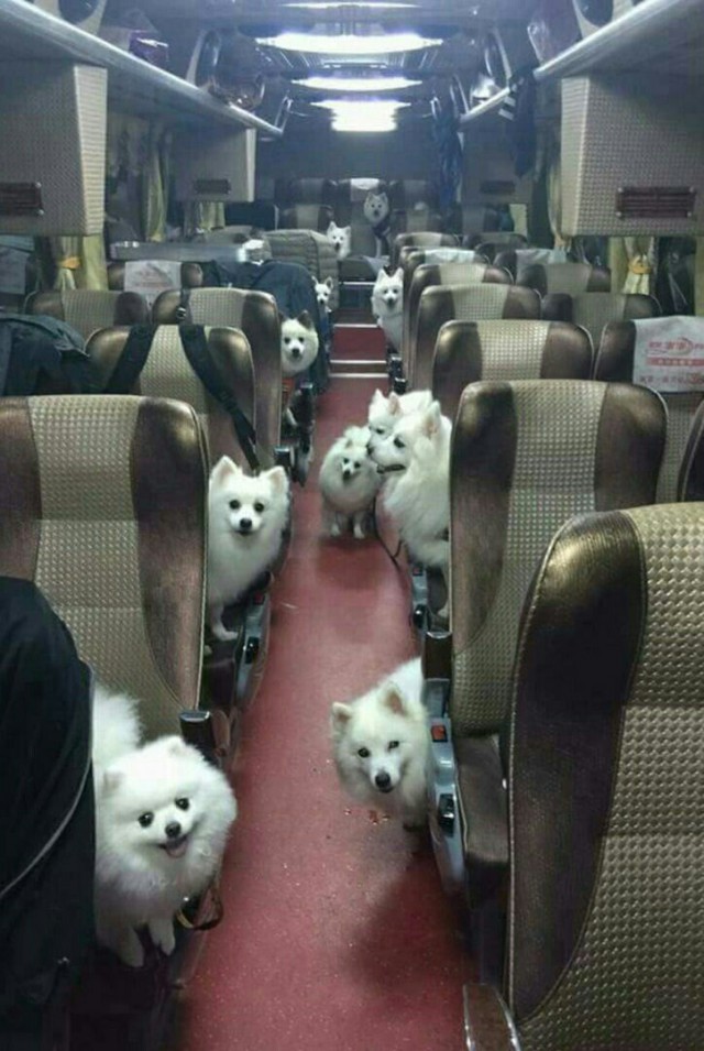 Живность из сети