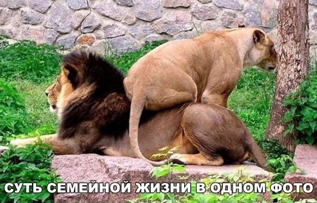 Живность из сети
