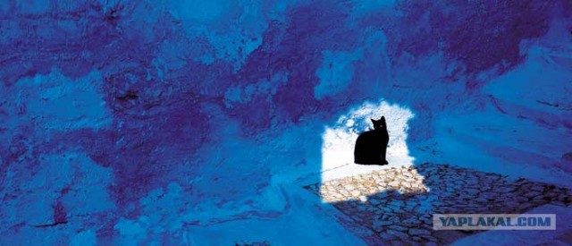 Котовторник на ЯПе