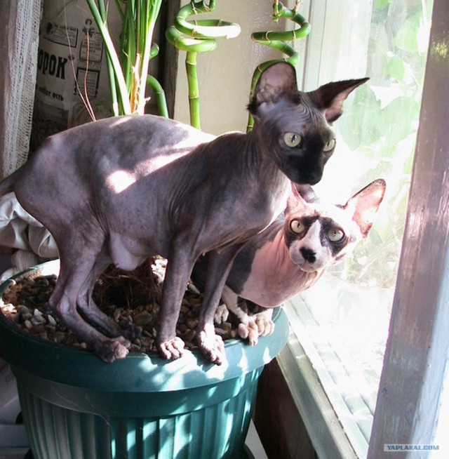 КОТовторник 13.04.2010г.