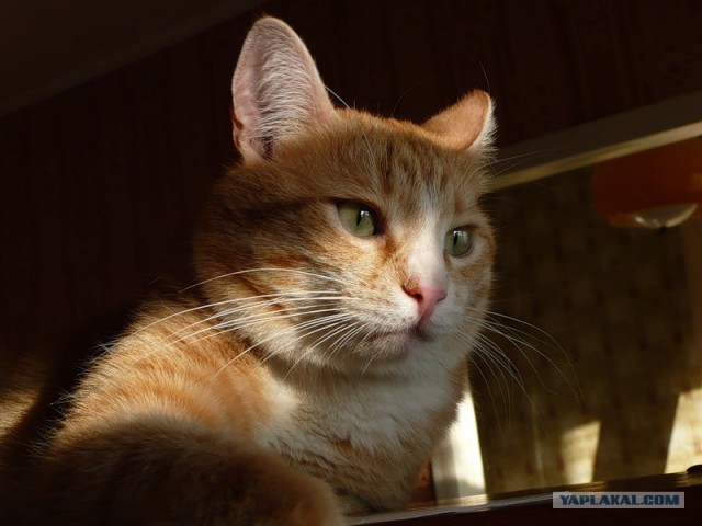 Кошарий
