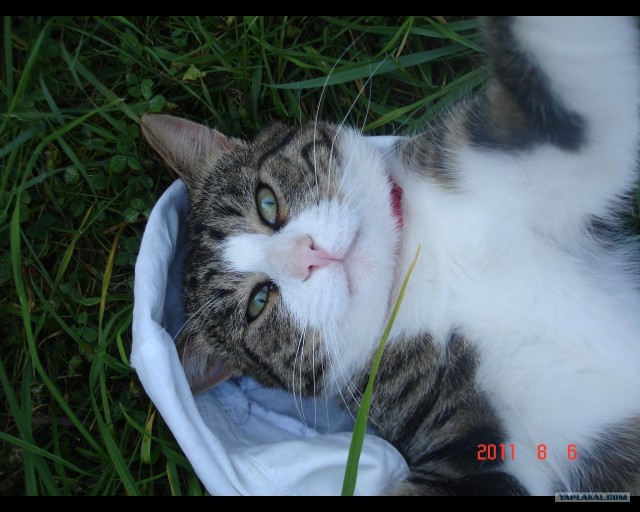 Сонный Котовторник