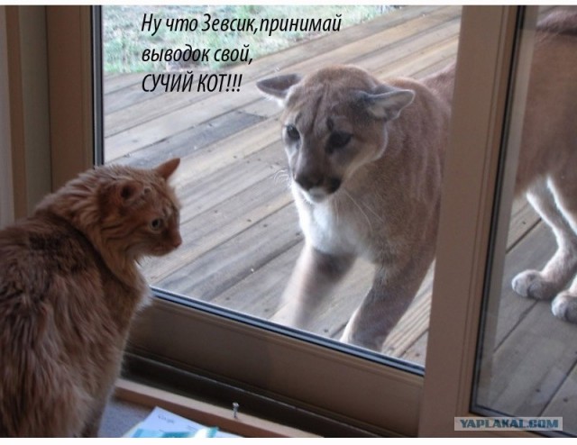 Пума пришла в гости к коту