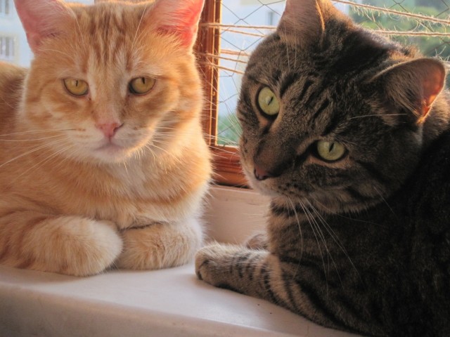 Котовторник!