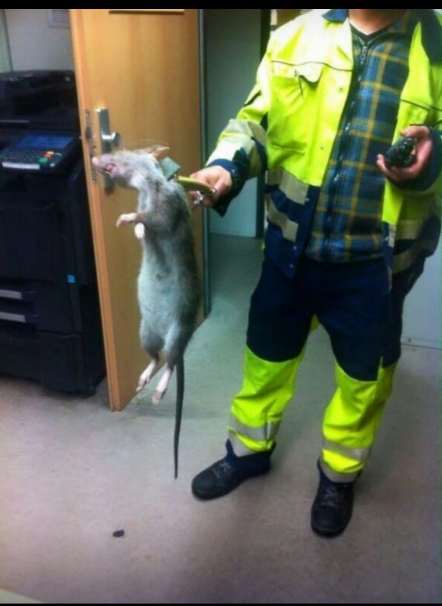 Вот такие вот крысы удивительных размеров водятся в московском метро